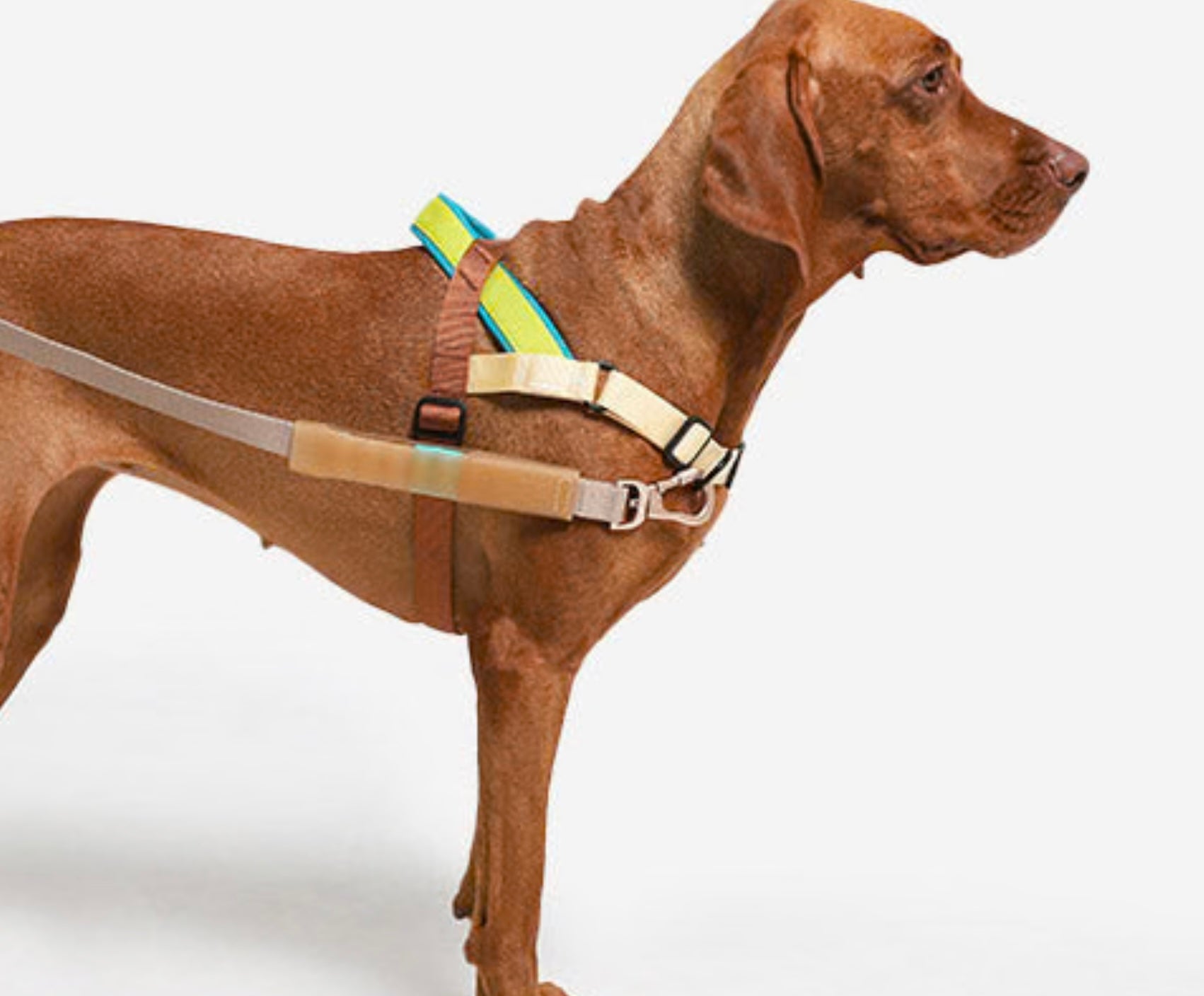 Avocado | SofterWalk Harness