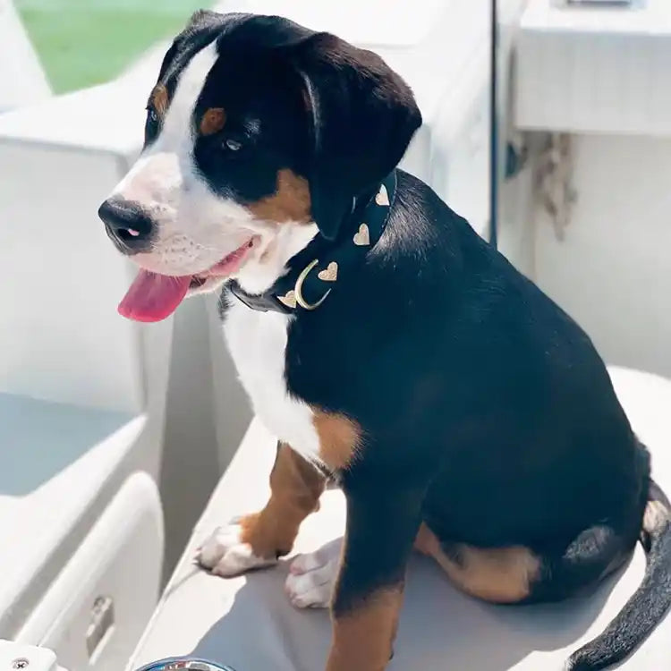 Heart of Gold Dog Collar