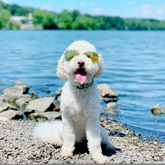 Lime Green Gingham Dog Collar