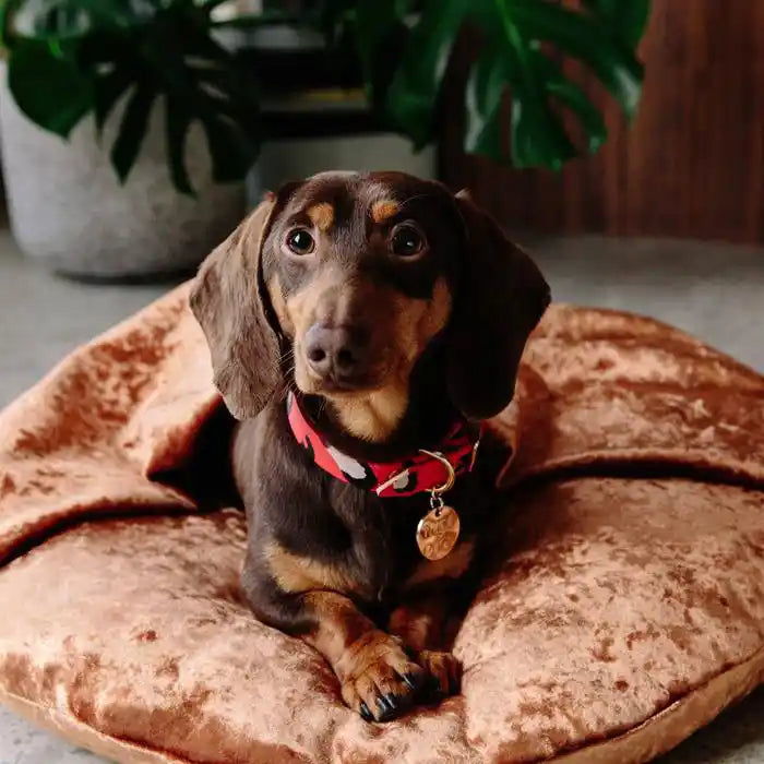 Animal Print Dog Collar - Red