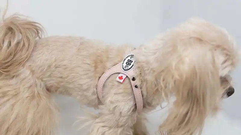 BB Premium Leather Dog Harness