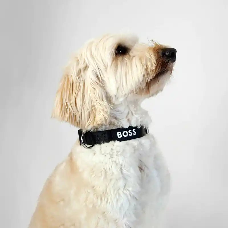 BOSS Dog Essentials Collar