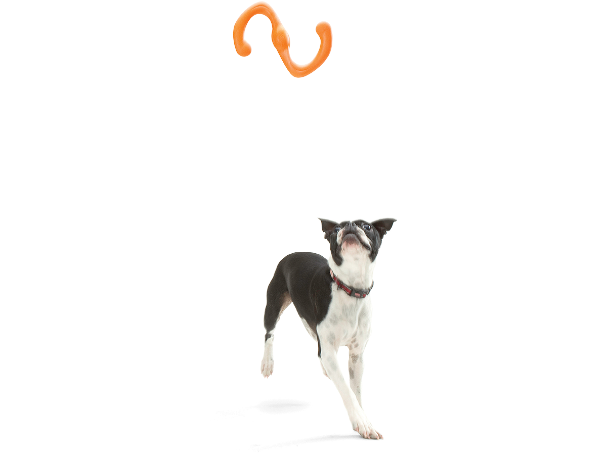 Bumi® Dog Toy for Chew, Tug, and Fetch: Small