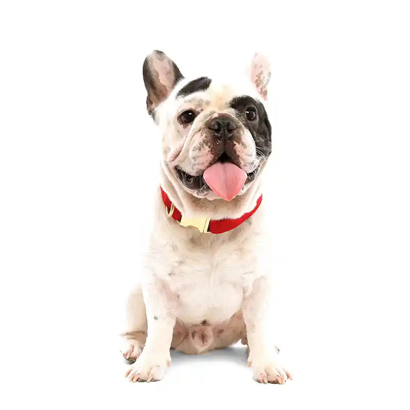 Cranberry Red Velvet Dog Collar