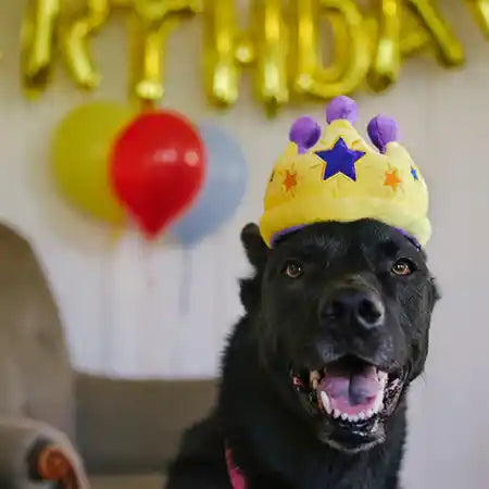 Party Time Dog Toy Crown