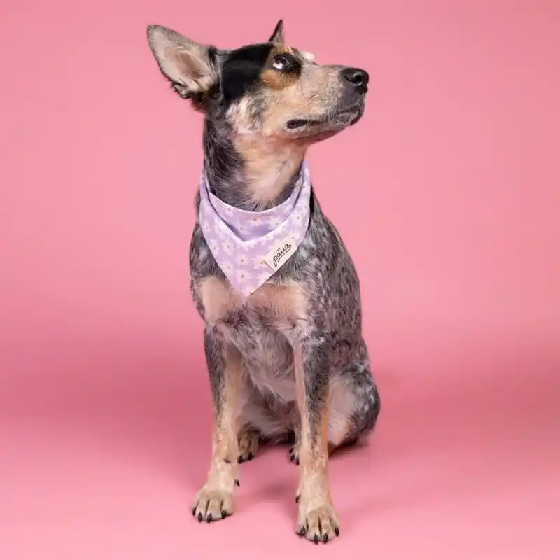 Lavender Daisy Pet Bandana