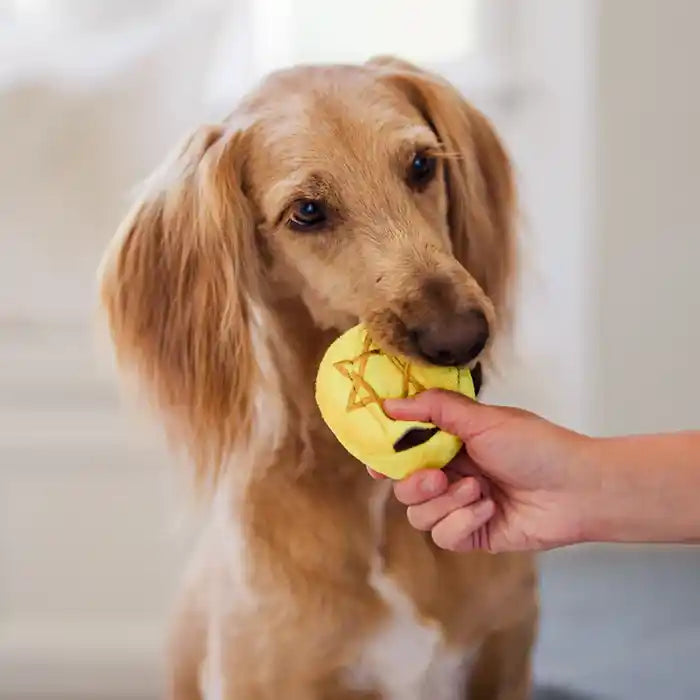 Paw-Nukkah Gelt Dog Toy