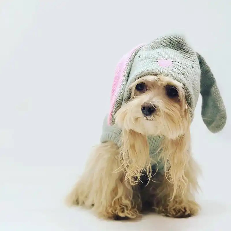 Bunny Hop Dog Hoodie