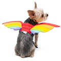 Rainbow Wings Pet Costume