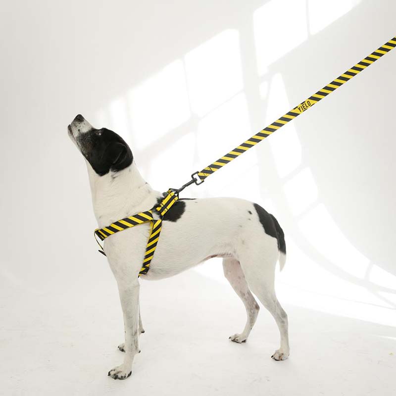 Yield Sport Dog Harness