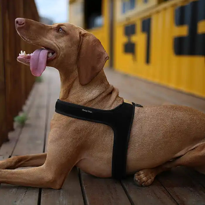 Town Dog Harness