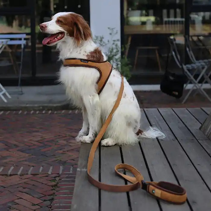 Town Dog Harness