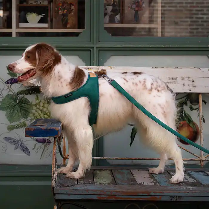 Town Dog Harness