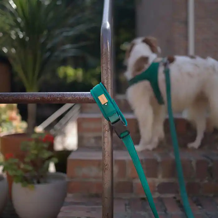 Town Dog Leash